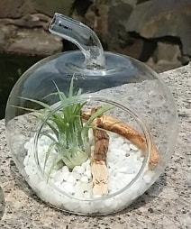 Elma kk boy terrarium 1 kakts Ankara ieki maazas