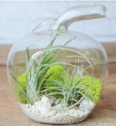 Elma terrarium kk boy 2 kakts Ankara internetten iek siparii