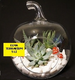 Orta boy elma terrarium 5 kakts Ankara cicek , cicekci