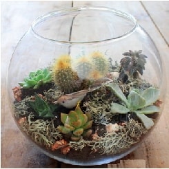 Cam fanusta 6 kaktsl terrarium Ankara ieki maazas