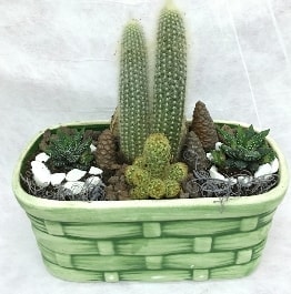 Seramik ierisinde 5 kaktsl terrarium Ankara iek gnderme sitemiz gvenlidir