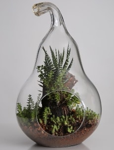Armut cam kk boy terrarium 1 kakts Ankara iek servisi , ieki adresleri