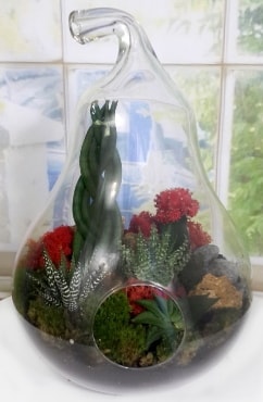 5 adet kakts orta boy armut terrarium Ankara Kzlay iek siparii sitesi