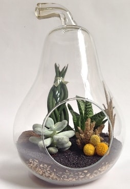 Orta boy armut 5 kakts terrarium Ankara ucuz iek gnder