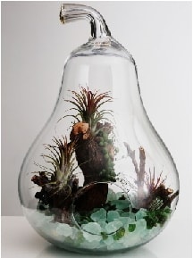 Orta boy Armut 6 adet kakts terrarium Ankara ieki maazas