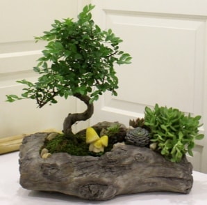 Doal ktk erisinde Bonsai japon aac saks bitkisi Ankara iek sat