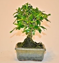 Kk Bonsai japon aac saks bitkisi Ankara iek sat