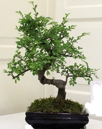 Minyatr Bonsai japon aac saks bitkisi Ankara iek sat