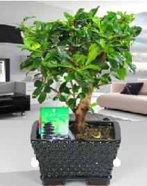 Bonsai japon aac saks bitkisi Ankara iek sat