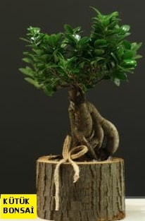Ktk ierisinde Bonsai japon aac Ankara internetten iek siparii