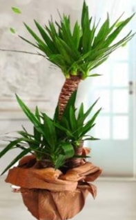2 li yucca saks iek bitkisi Ankara Kzlay iek siparii sitesi