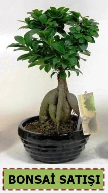 Bonsai japon aac ginseng bonsai Ankara iek maazas , ieki adresleri