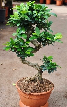 Orta boy bonsai saks bitkisi Ankara internetten iek siparii