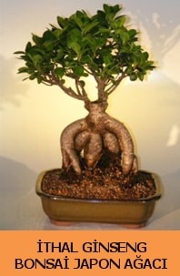 thal japon aac ginseng bonsai sat Ankara hediye iek yolla