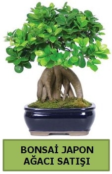 Bonsai japon aac sat Ankara iek sat