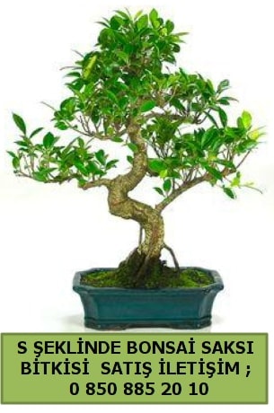 thal S eklinde dal erilii bonsai sat Ankara iek gnderme