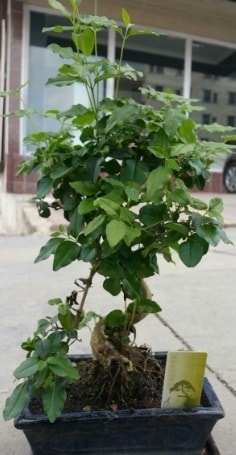 Bonsai japon aac saks bitkisi Ankara Kzlay iek siparii vermek