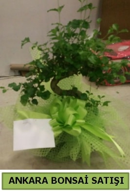 Bonsai saks bitkisi sat Ankara ucuz iek gnder