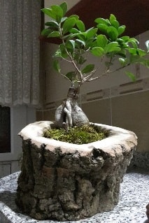 Ahap ktk ierisinde ginseng bonsai Ankara internetten iek siparii
