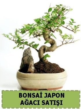 Bonsai japon aac sat Minyatr thal Ankara internetten iek siparii