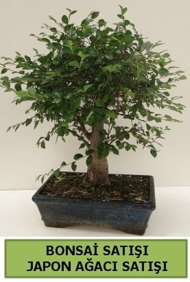 Minyatr bonsai japon aac sat Ankara iek gnderme sitemiz gvenlidir