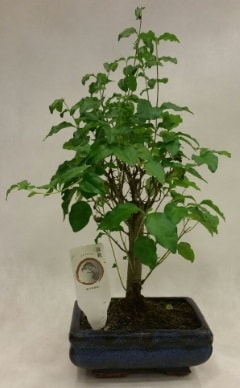Minyatr bonsai japon aac sat Ankara ieki telefonlar