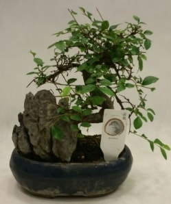 thal 1.ci kalite bonsai japon aac Ankara iek sat