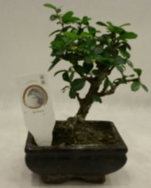 Kk minyatr bonsai japon aac Ankara iek gnderme
