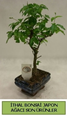 thal bonsai japon aac bitkisi Ankara hediye sevgilime hediye iek
