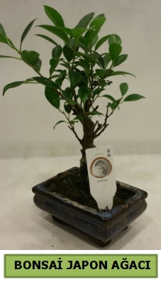 Bonsai japon aac saks bitkisi Ankara iek servisi , ieki adresleri