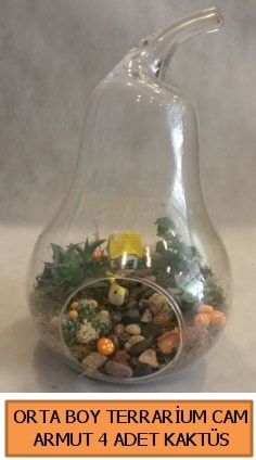 Cam Armut terrarium 4 kakts Ankara iek gnderme