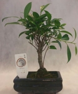 Bonsai japon aac bitkisi sat Ankara iek gnderme sitemiz gvenlidir
