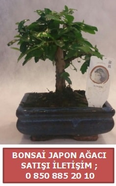 Bonsai japon aac bitkisi sat Ankara ayyolu iek gnderme sitemiz gvenlidir