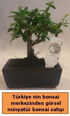 Bonsai japon aac bitkisi sat Ankara cebeci iek gnderme sitemiz gvenlidir
