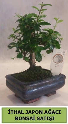 Bonsai japon aac bitkisi sat Ankara Dikmen ankaya iek gnderme sitemiz gvenlidir