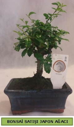 Bonsai japon aac bitkisi sat Ankara Siteler Hseyingazi iek gnderme sitemiz gvenlidir