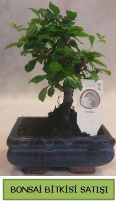 Bonsai japon aac bitkisi siparii Ankara ankaya dikmen iek gnderme sitemiz gvenlidir