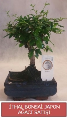 Bonsai japon aac bitkisi siparii Ankara ankaya kavakldere iek gnderme sitemiz gvenlidir