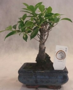 Bonsai japon aac bitkisi siparii Ankara ankaya Gaziosmanpaa iek gnderme sitemiz gvenlidir