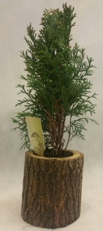 SINIRLI STOK Selvi Bonsai Doal ktkte Ankara hediye iek yolla