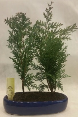 SINIRLI SAYIDA RN Selvi Bonsai Ankara ankaya hediye iek yolla