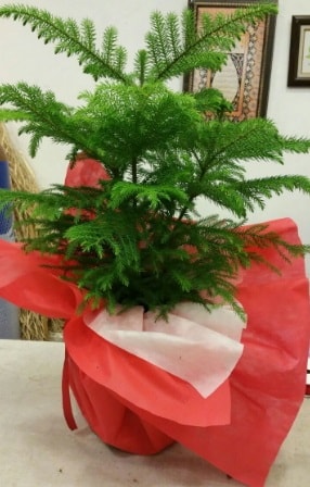 Salon am Araucaria Heterophylla bitkisi Ankara iek gnderme
