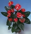 Ankara iek siparii gnderme firmamzdan size zel Anthurium saks iei i mekan bitkileri ss bitkisi